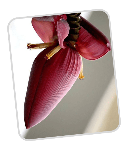 The Banana Plus Resources-min